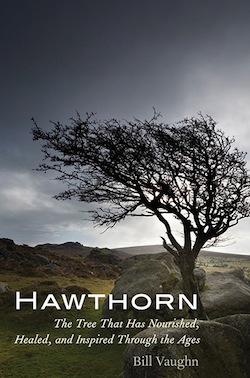 Hawthorn